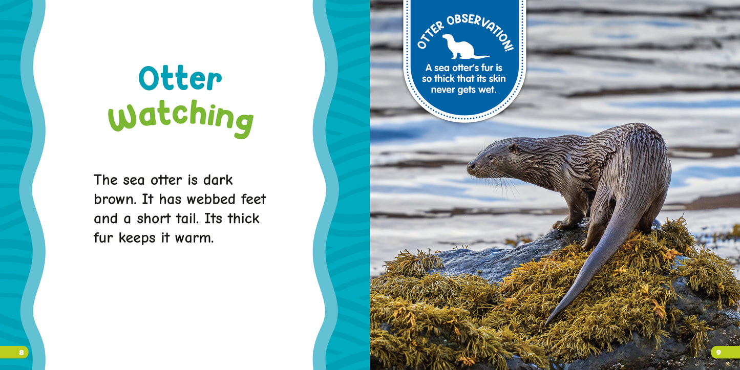 All About Sea Otters