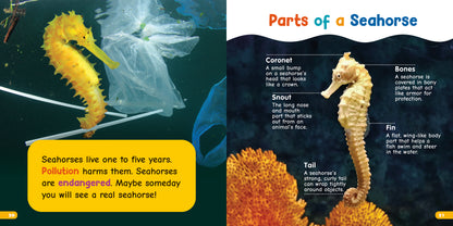 All About Seahorses