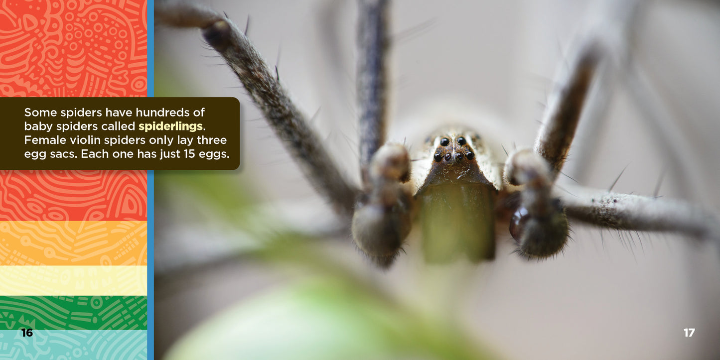 All About African Violin Spiders