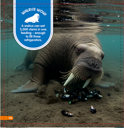 All About Walruses