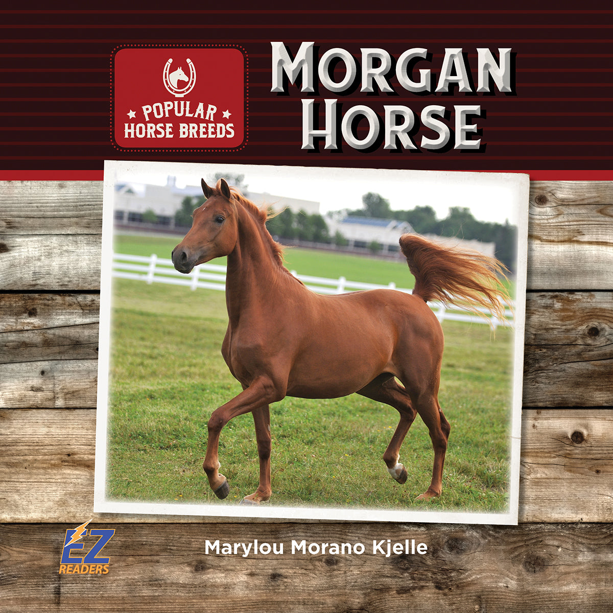 Morgan Horse