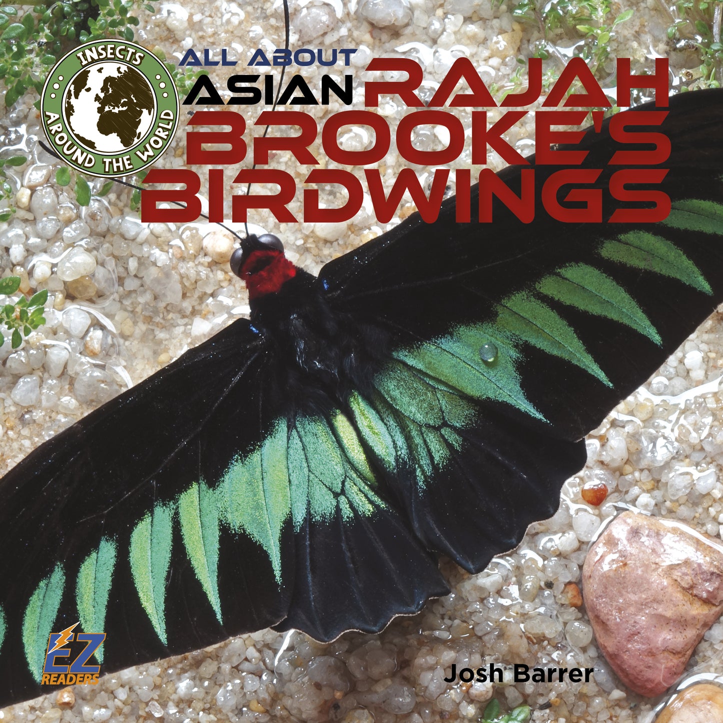 All About Asian Rajah Brooke’s Birdwings